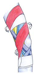 Strapping du genou