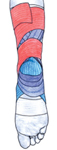 Le tendon d'Achille